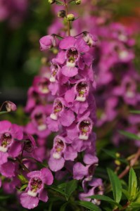 angelonia_serenita_raspberry