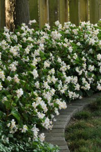 begonia_baby_wing_white4