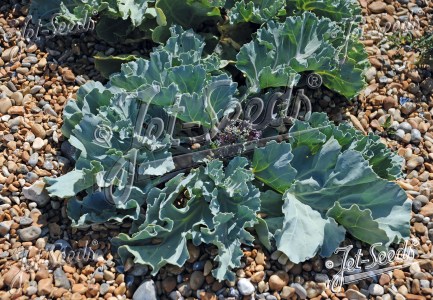 Katran prímorský, morský kel CRAMBE maritima