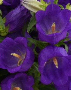 campanula_campana_deep_blue_2.jpg