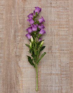 campanula_campana_lilac_2.jpg