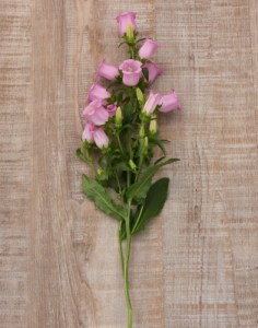 campanula_campana_pink_2.jpg