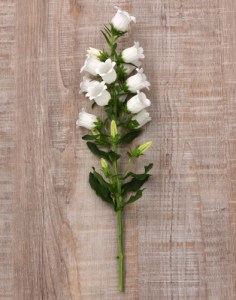campanula_campana_white_2.jpg