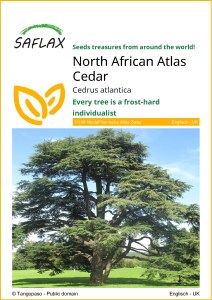 Cedrus atlantica, ceder atlanticky