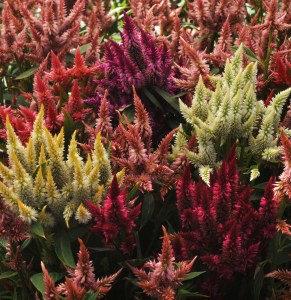 celosia_celway_mix.jpg