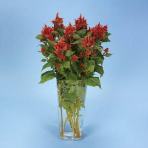 celosia_celway_orange_2.jpg