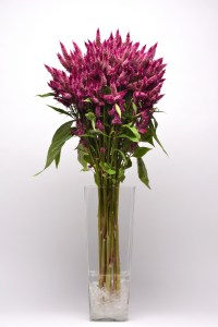 celosia_celway_purple.jpg