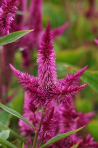 celosia_celway_purple_1.jpg