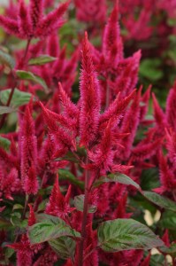 celosia_celway_red.jpg