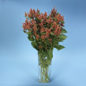 celosia_celway_terracotta.jpg