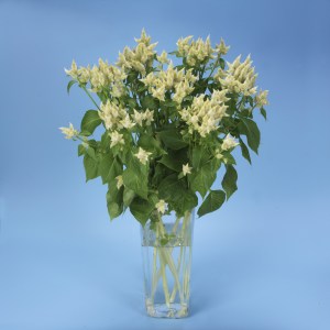 celosia_celway_white_2.jpg