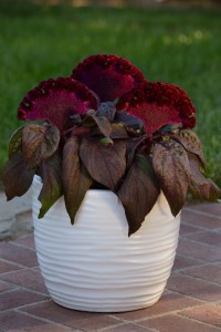 celosia_dracula2