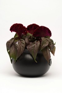 celosia_dracula