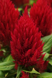 celosia_first_flame_red2