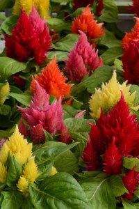 celosia_ice_cream_mix