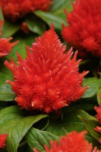 celosia_ice_cream_orange