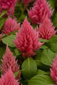 celosia_ice_cream_salmon3