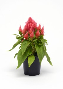 celosia_ice_cream_salmon