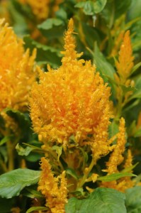 celosia_ice_cream_yellow