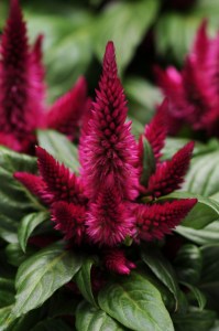 celosia_kosmo_cherry