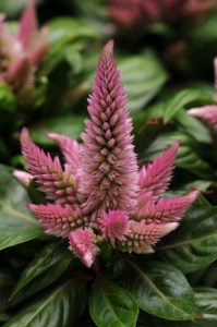 celosia_kosmo_pink