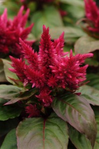celosia_kosmo_purple_red