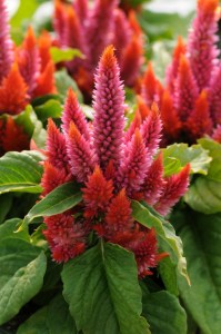 celosia_kosmo_salmon2