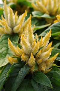 celosia_kosmo_yellow2