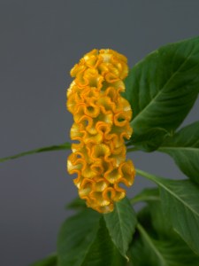 celosia_neo_gold_1.jpg