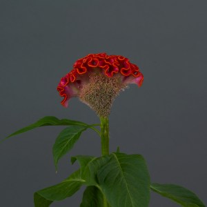 celosia_neo_orange.jpg