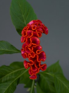 celosia_neo_orange_1.jpg