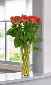 celosia_neo_orange_2.jpg
