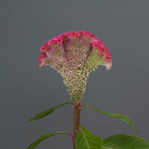 celosia_neo_pink_1.jpg