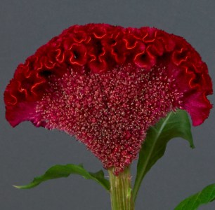 celosia_neo_red_3.jpg
