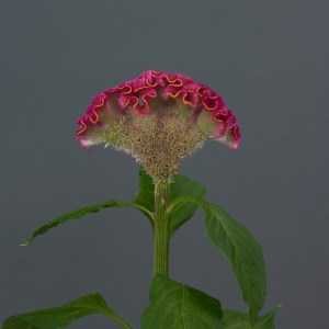 celosia_neo_rose_2.jpg