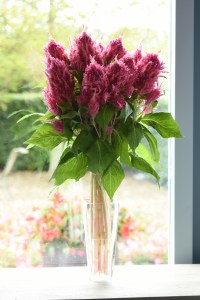celosia_sunday_bright_pink_2.jpg