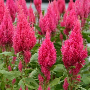 celosia_sunday_dark_pink_2.jpg