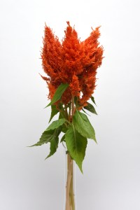celosia_sunday_orange_improved.jpg