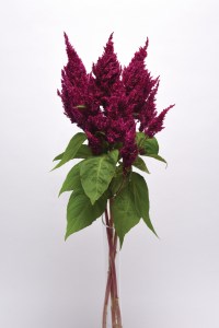 celosia_sunday_purple.jpg