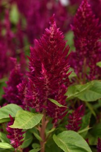 celosia_sunday_purple_2.jpg