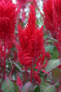 celosia_sunday_red.jpg