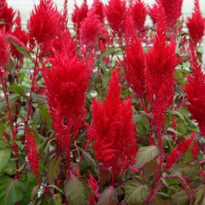 celosia_sunday_red_2.jpg