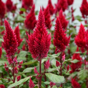 celosia_sunday_wine_red.jpg