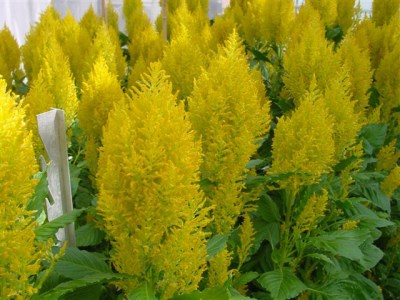 celosia_sunday_yellow.jpg