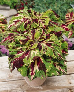 coleus_kong_mosaic