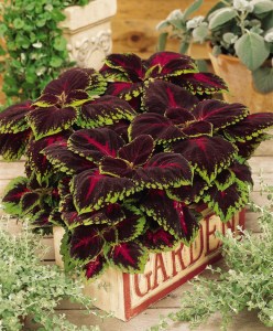 coleus_kong_red2