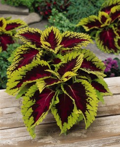 coleus_kong_rose2