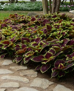 coleus_kong_scarlet2
