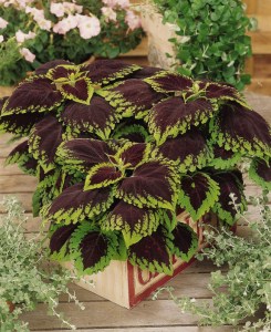 coleus_kong_scarlet4