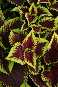 coleus_kong_scarlet